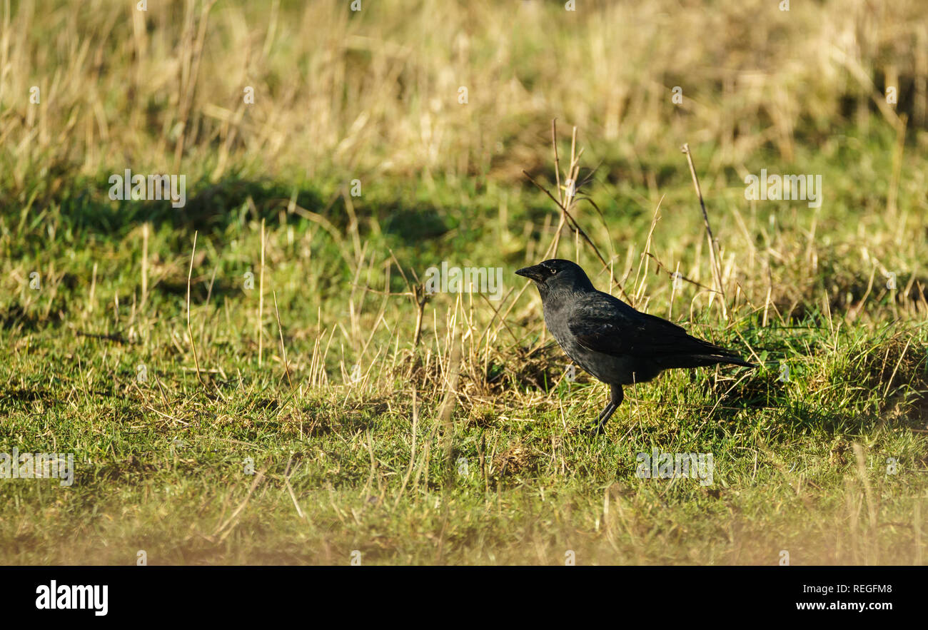 Single Jackdaw (Corvus monedula) in profile standing in a field staring forward Stock Photo