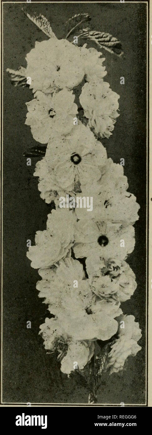 . Commercial plant propagation; an exposition of the art and science of increasing plants as practiced by the nurseryman, florist and gardener. Plant propagation. TREE AND SHRUB LIST 165. Fig.l 100.—Double flowering Almond. The cut shows a characteristic branch of Prunus triloba var. plena. This variety when grown as a standard and worked upon the Plum is often short-lived. It is best propagated by layering or root grafting. It makes an excellent subject for forcing, but is also used for gardens (See page 164) PSEUDOLARIX. Golden Larch. Seeds. Seed obtained from Japan. Grafting. Graft on Larch Stock Photo