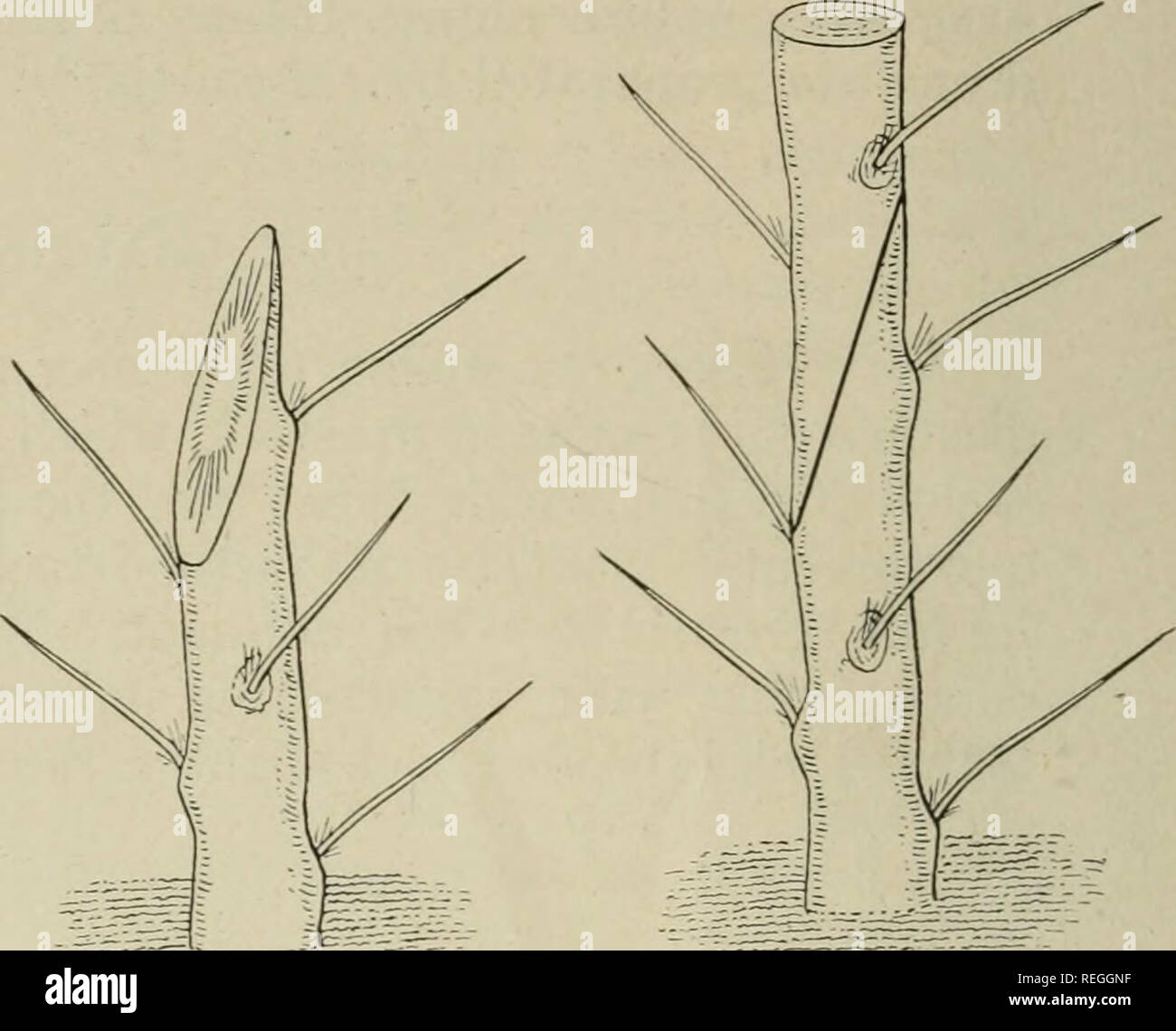 Saddle grafting hires stock photography and images Alamy