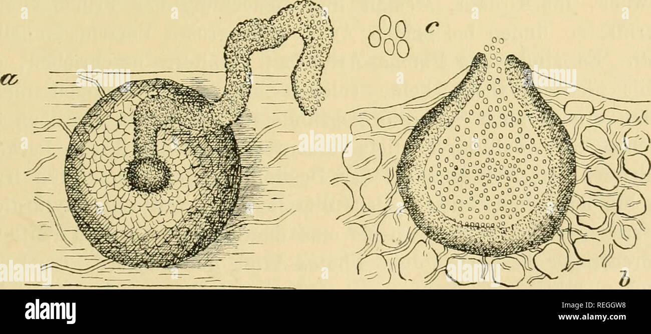 . Dr. L. Rabenhorst's Kryptogamen-Flora von Deutschland, Oesterreich und der Schweiz. Cryptogams -- Germany; Cryptogams -- Austria; Cryptogams -- Switzerland. Pliyllosticta Rosarum Passer, o. Ein Blättchen mit dem Pilze in natürlicher Grösse, h. Ein einzelner Flecken etwas vergrössert. c. Ein Fruchtgehäuse noch von der Epidermis bedeckt, von der Seite, mit einigen ausgetretenen Sporen. d. Eine einzelne sehr vergrösserte Spore, h u. c stark, d noch mehr vergrössert. Nach der Natur von Dr. v. Tubeuf gezeichnet.. h Phyllosticta tabifica Prillieux, Bull. Soc. Myc. France, fasc. I. 1891. a. Ein Fru Stock Photo