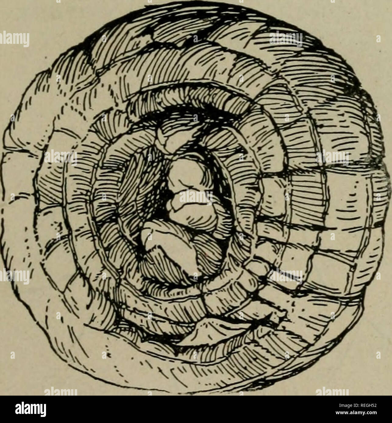 Commercial Plant Propagation An Exposition Of The Art And Science Of Increasing Plants As Practiced By The Nurseryman Florist And Gardener Plant Propagation Fig 40 Gladiolus Corm The Sketch Shows The Method Inside of each shape draw a flower with big lush petals. alamy