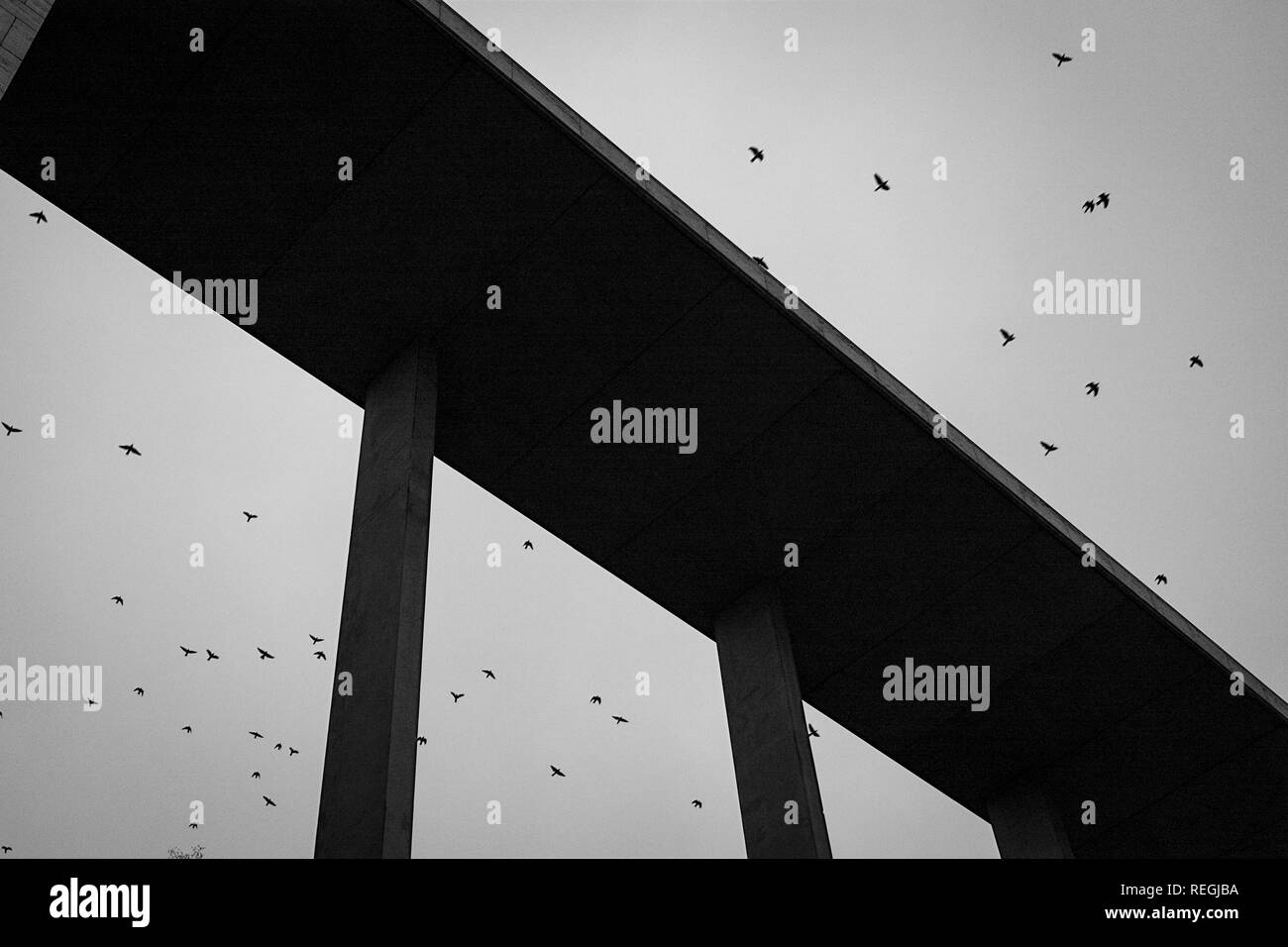 flock of birds flying in the sky above a modern building in the center ...
