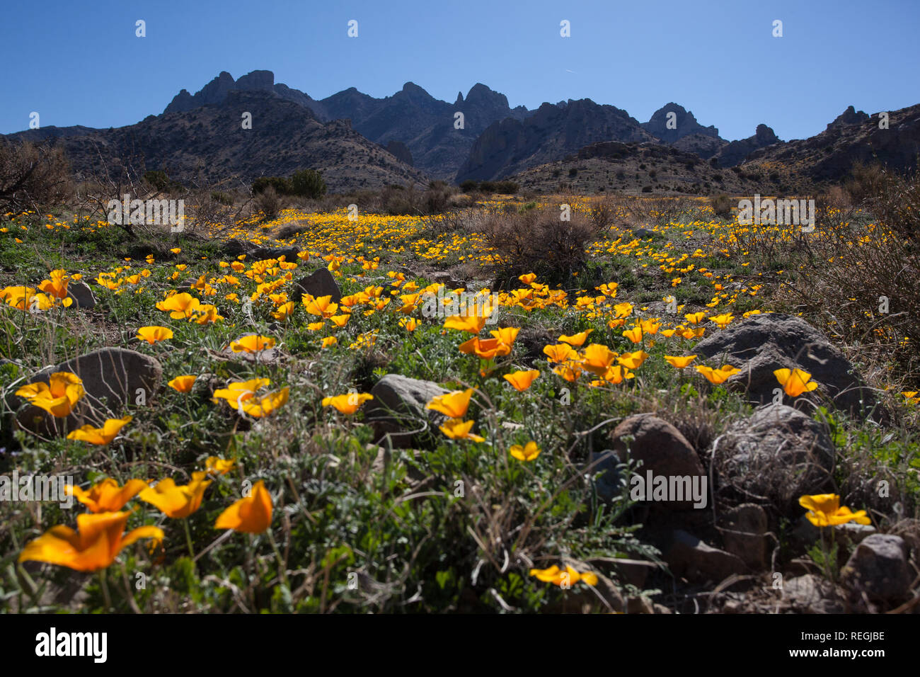 Wildflowers carpet the desert outside Deming, New Mexico Stock Photo