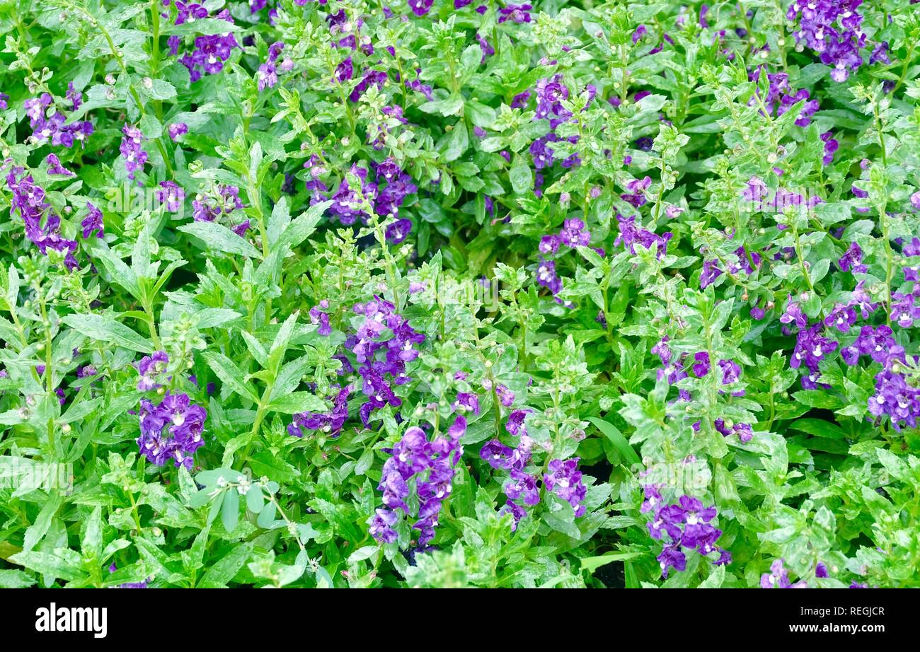 Beautiful Flower, Background of Purple Angelonia goyazensis Benth Flowers with Green Leaves. Stock Photo