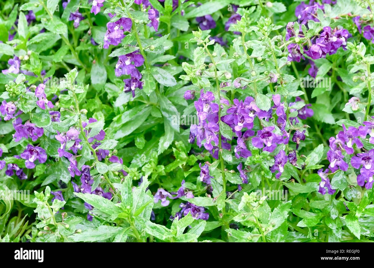 Beautiful Flower, Background of Purple Angelonia goyazensis Benth Flowers with Green Leaves. Stock Photo