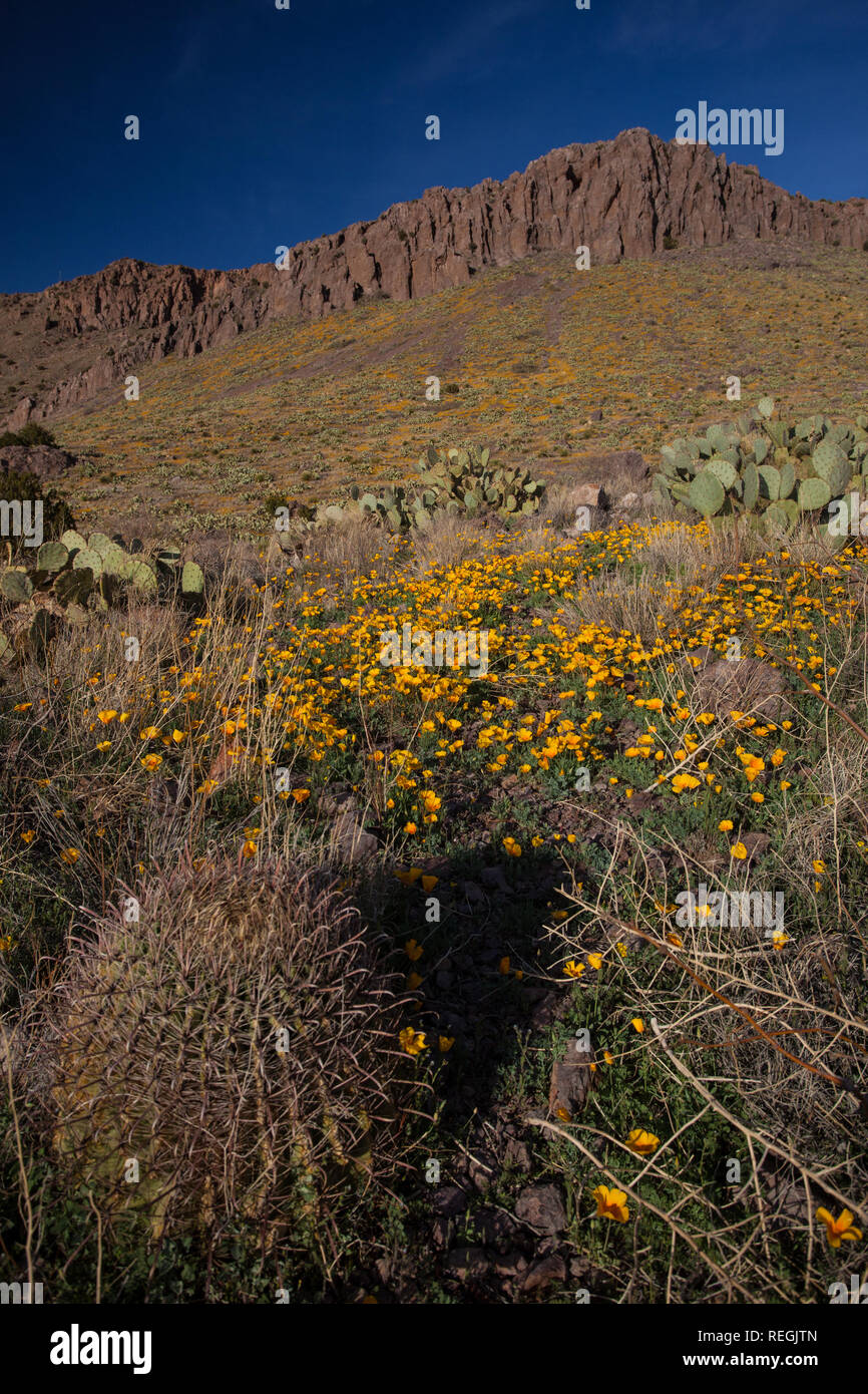 Wildflowers surround craggy mountains near Deming, New Mexico Stock Photo