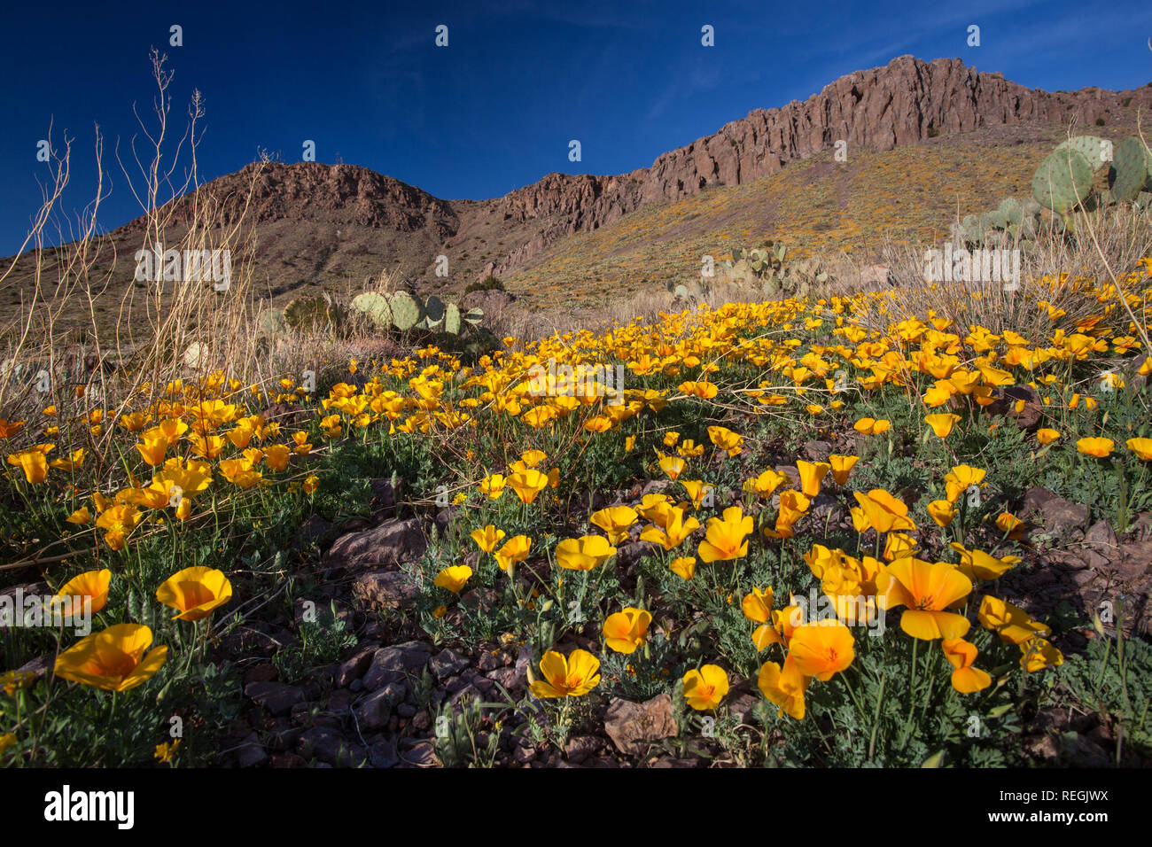 Wildflowers surround craggy mountains near Deming, New Mexico Stock Photo