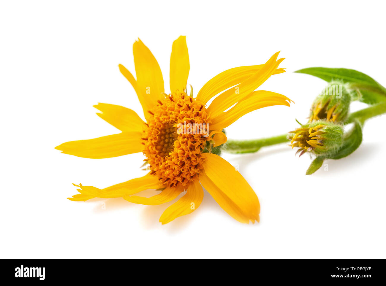 Arnica flower isolated on white background Stock Photo