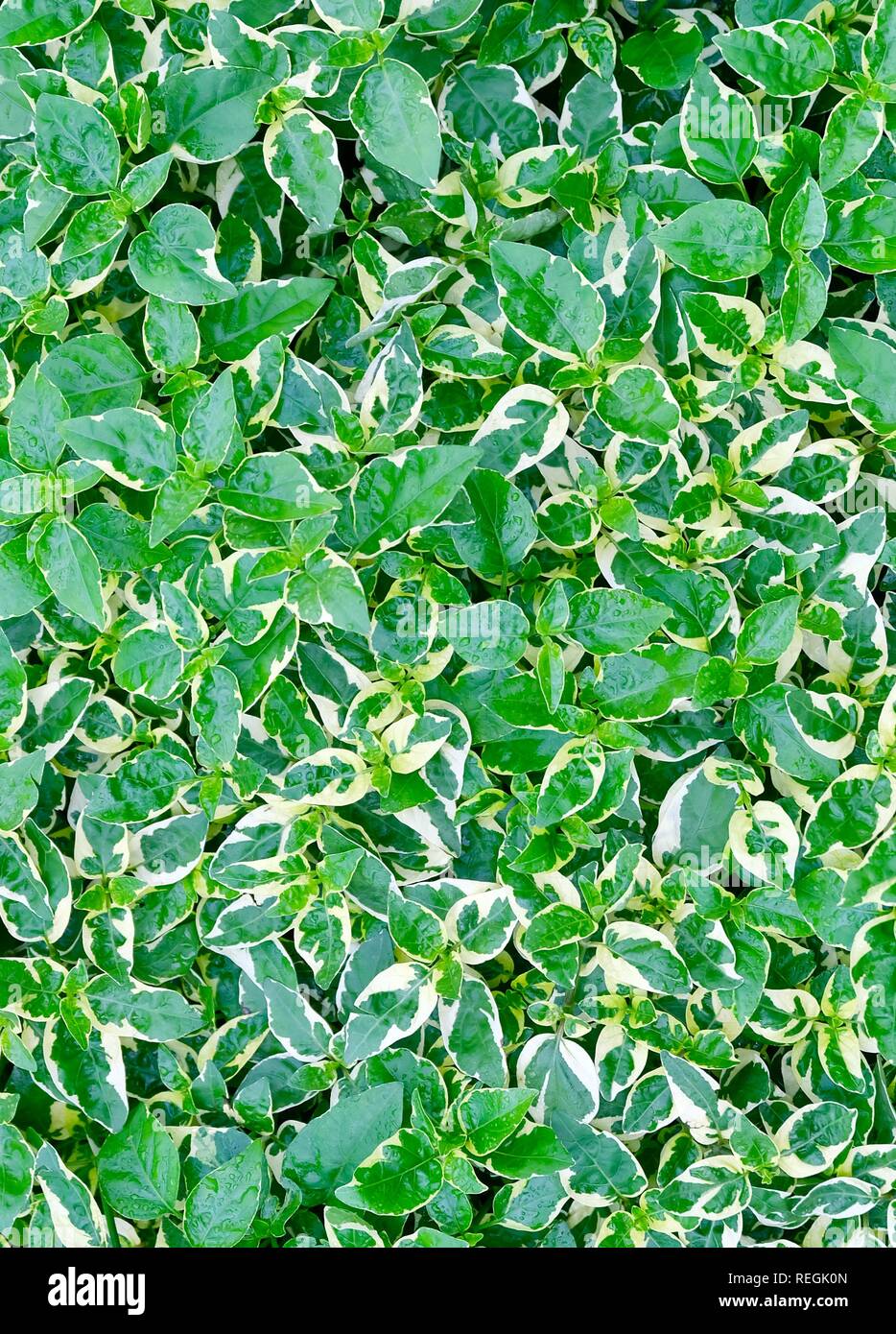 Background and Textured, Beautiful Caricature or Graptophyllum Pictum Plants with Green and White Leaves for Garden Decoration. Stock Photo