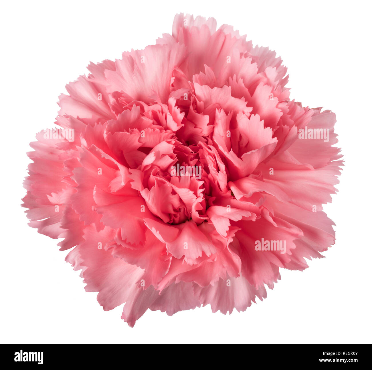 Pink carnation head isolated on white background Stock Photo