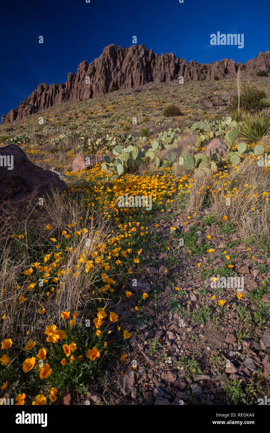 Wildflowers surround craggy mountains and cactus near Deming, New Mexico Stock Photo