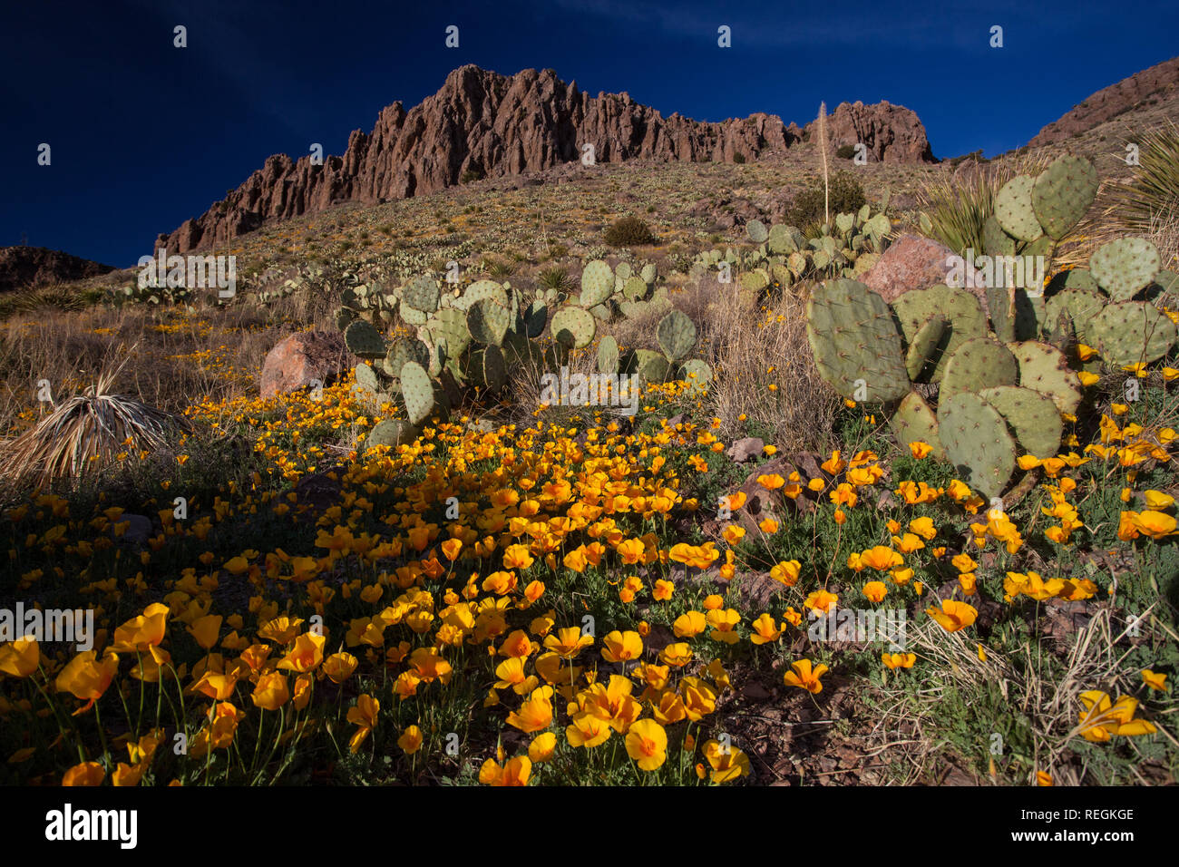 Wildflowers surround craggy mountains and cactus near Deming, New Mexico Stock Photo