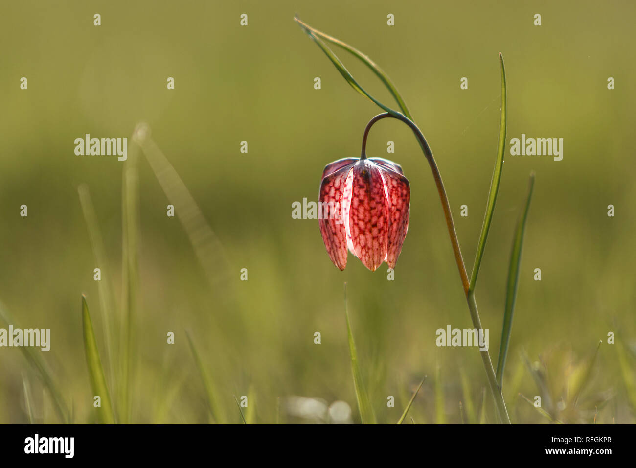 The beautiful fritillary named Snake's Head with a pink and purple chequered flower with a calm green background. Stock Photo
