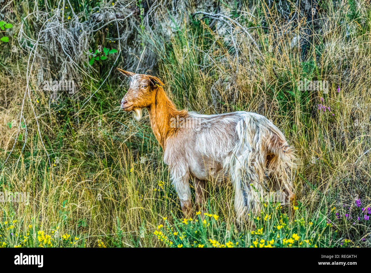 View of a goat eating herbs in the mountain... Stock Photo