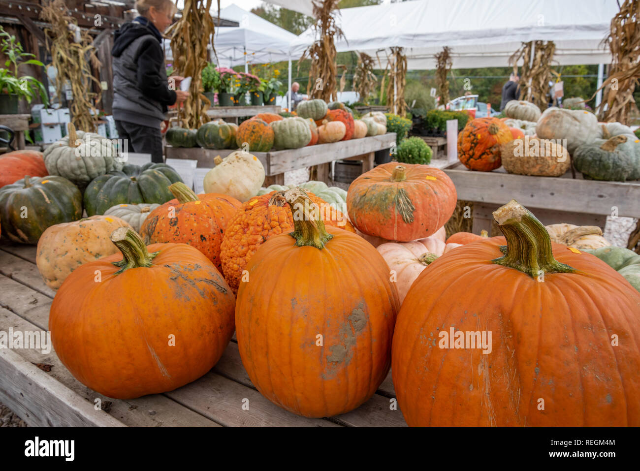 Fall squash and pumpkin on display  at outdoor market, Vermont Stock Photo