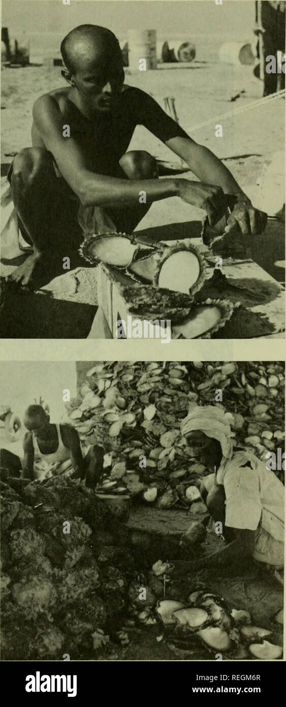 . Commercial fisheries review. Fisheries; Fish trade. Fig. 1 -Divers in Donganat Bay show mother-of-pearl shells. The 2 shells commercially valuable are the Trochus andMother- of-Pearl used primarily in manufacturing buttons. With UN help, Sudan is trying to introduce better methods of collecting shells and stricter grading. Fig. 2 - aSb - At Mohamed Qol camp, a fisherman cleans mother-of-pearl shells he has just brought ashore from the cul- tivation beds in the Red Sea. With a companion, he builds a mound behind him.. Please note that these images are extracted from scanned page images that m Stock Photo