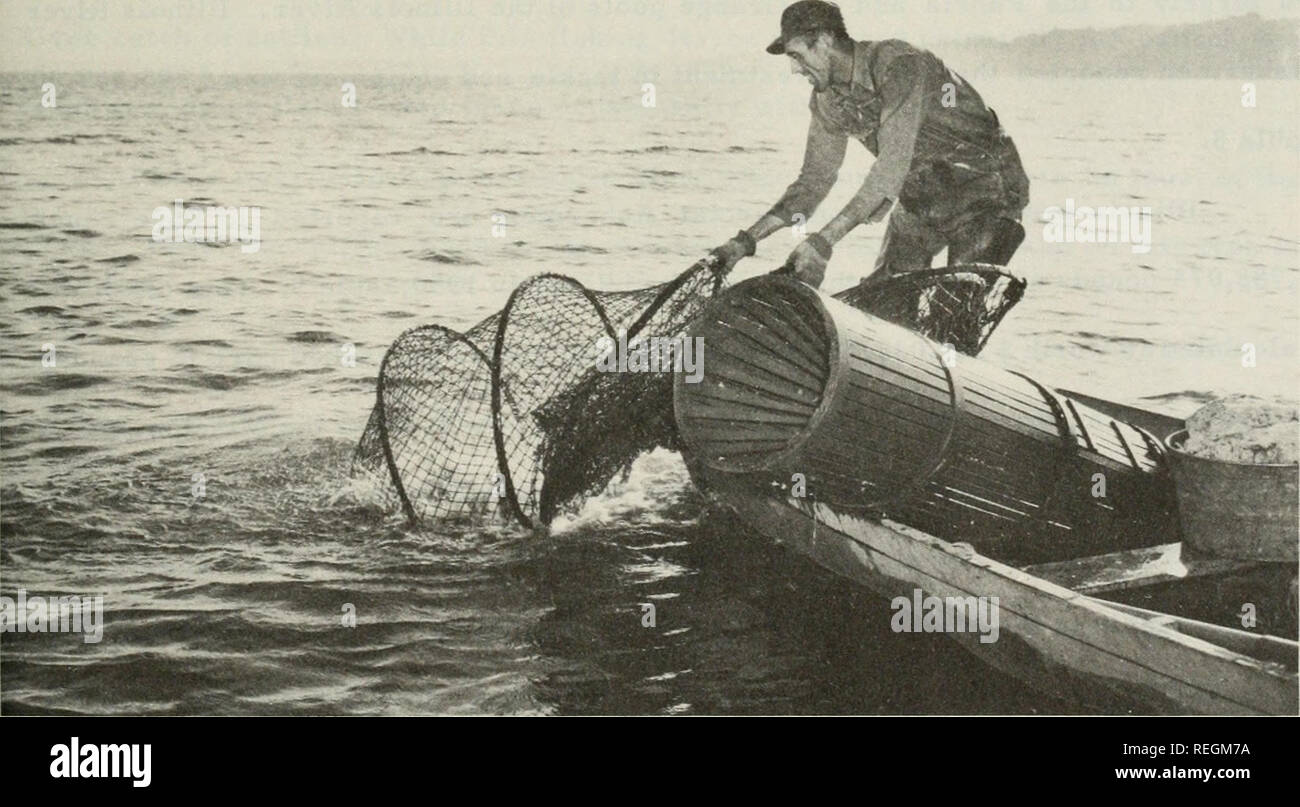 cod fishing pole Can Cape Cod's Namesake Fish Come Back?