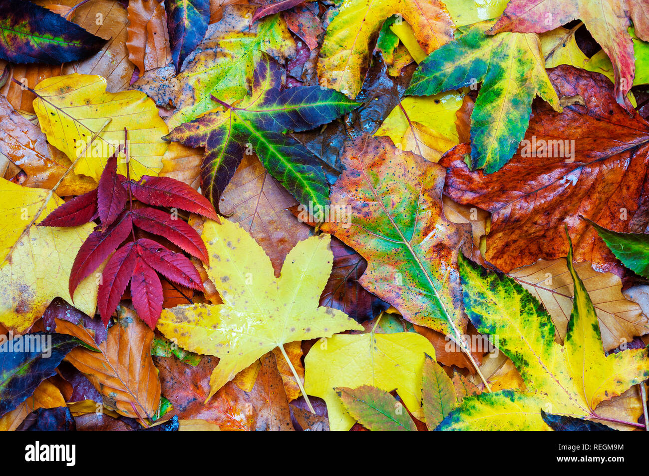 abstract background of fallen leaves Stock Photo