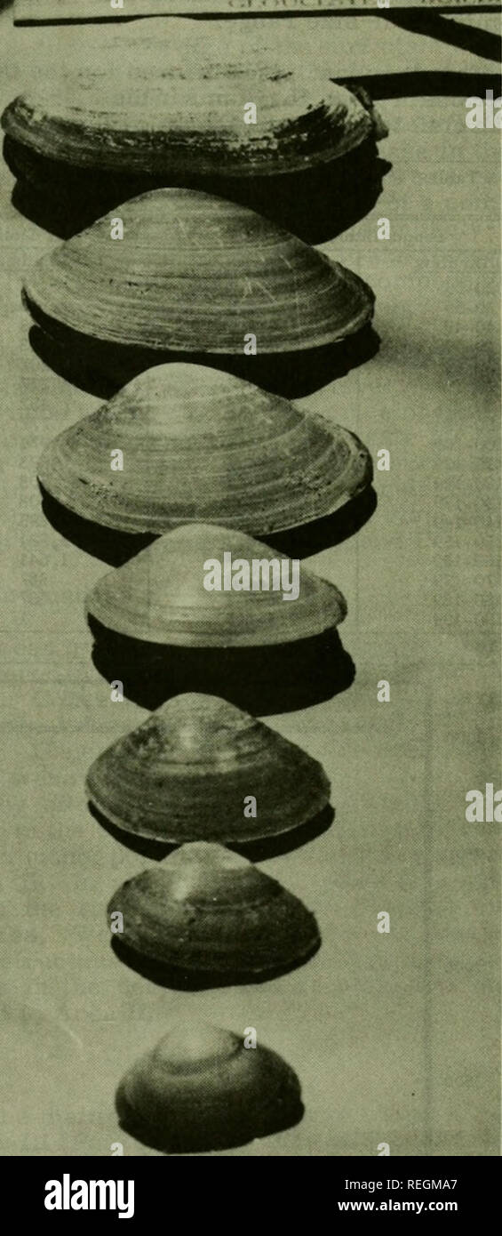 True Clams High Resolution Stock Photography and Images - Alamy