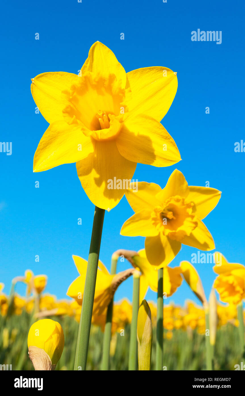 daffodils flowering in spring sunshine Stock Photo