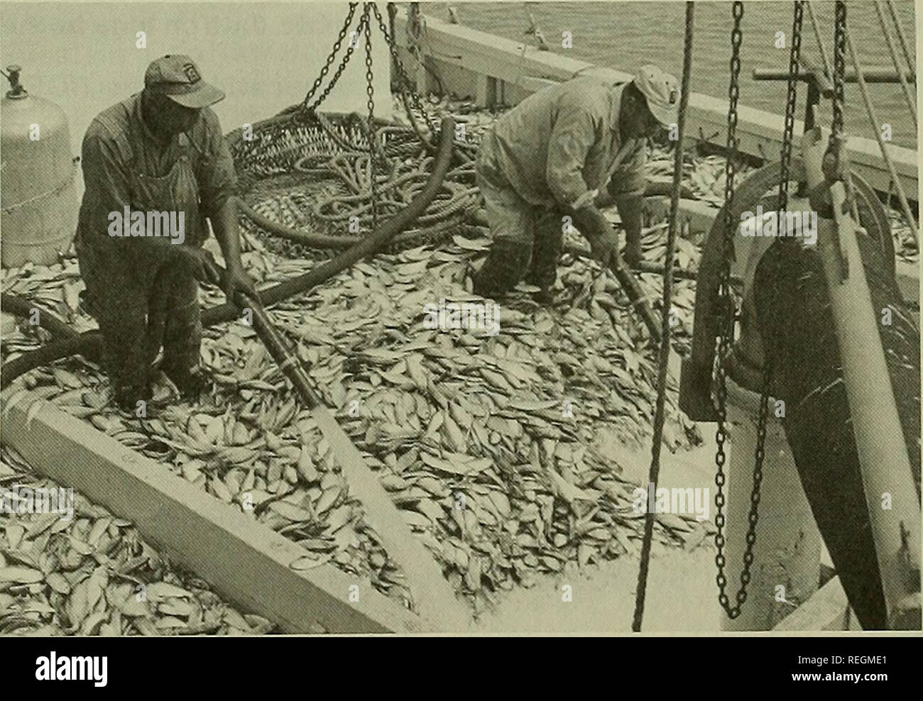. Commercial fisheries review. Fisheries; Fish trade. Figs. 1 and 2 - Hauling in menhaden purse seine off North Carolina.. Fig. 3 - Flooding hold to unload menhaden catch. (Photos: Bob Williams) &amp;£*X. Please note that these images are extracted from scanned page images that may have been digitally enhanced for readability - coloration and appearance of these illustrations may not perfectly resemble the original work.. United States. National Marine Fisheries Service; U. S. Fish and Wildlife Service; United States. Bureau of Commericial Fisheries. [Washington] : National Marine Fisheries Se Stock Photo