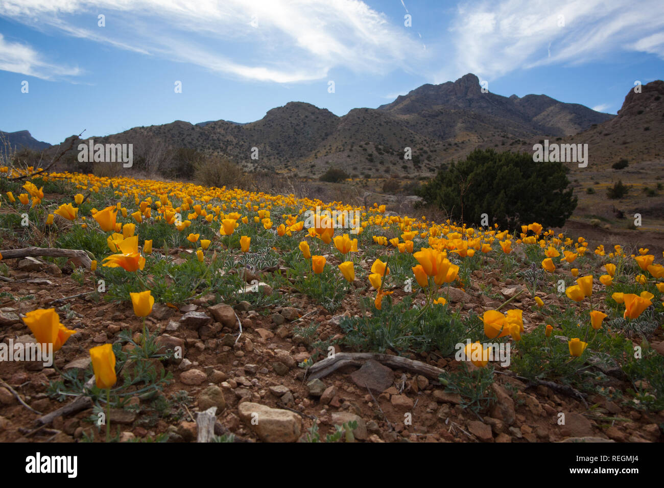 Mexican Gold Poppies in the desert outside Deming, New Mexico Stock Photo