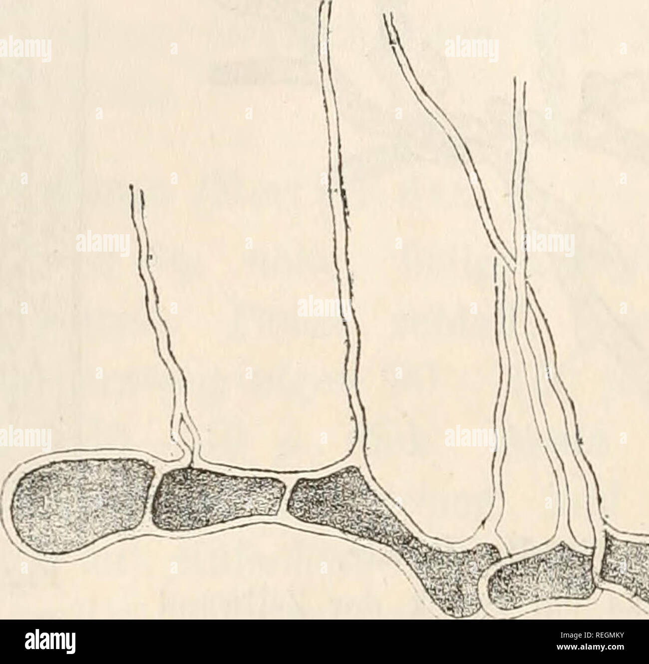 . Dr. L. Rabenhorst's Kryptogamen-Flora von Deutschland, Oesterreich und der Schweiz. Cryptogams -- Germany; Cryptogams -- Austria; Cryptogams -- Switzerland. IX. Gattung. 464 Pliaeopliila H a u c k. Thallus mikroskopisch, epiphytisch, aus kriechenden, ver- zweigten Glieclerfäden bestehend, deren Zellen auf dem Rücken eine, manchmal zwei, sehr lange, zarte, farblose, röhrige Borsten tragen. Zoosporen zahlreich in den Zellen sich entwickelnd. Fiff. 200.. PhaeophilaPloridearum Hauck. Stück der frei herausprilparirten Alge. Vergr. 2S0. 1. Ph. Floridearum Hauck. Fig. 200. Fäden ganz unregelmässig  Stock Photo