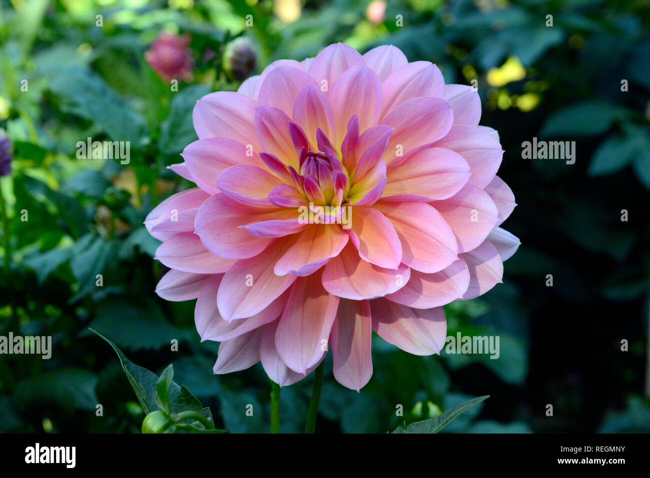 Pink chrysanthemum blooms in delicate sunlight, the official flower of Salinas, California, and the flower of November Stock Photo