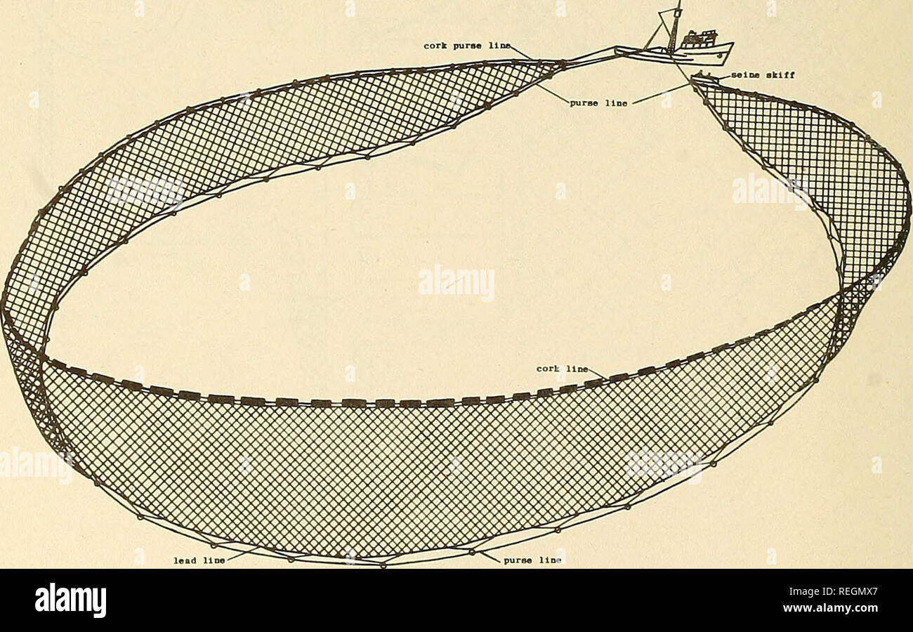 Commercial fisheries review. Fisheries; Fish trade. FIG. 15 - AFT