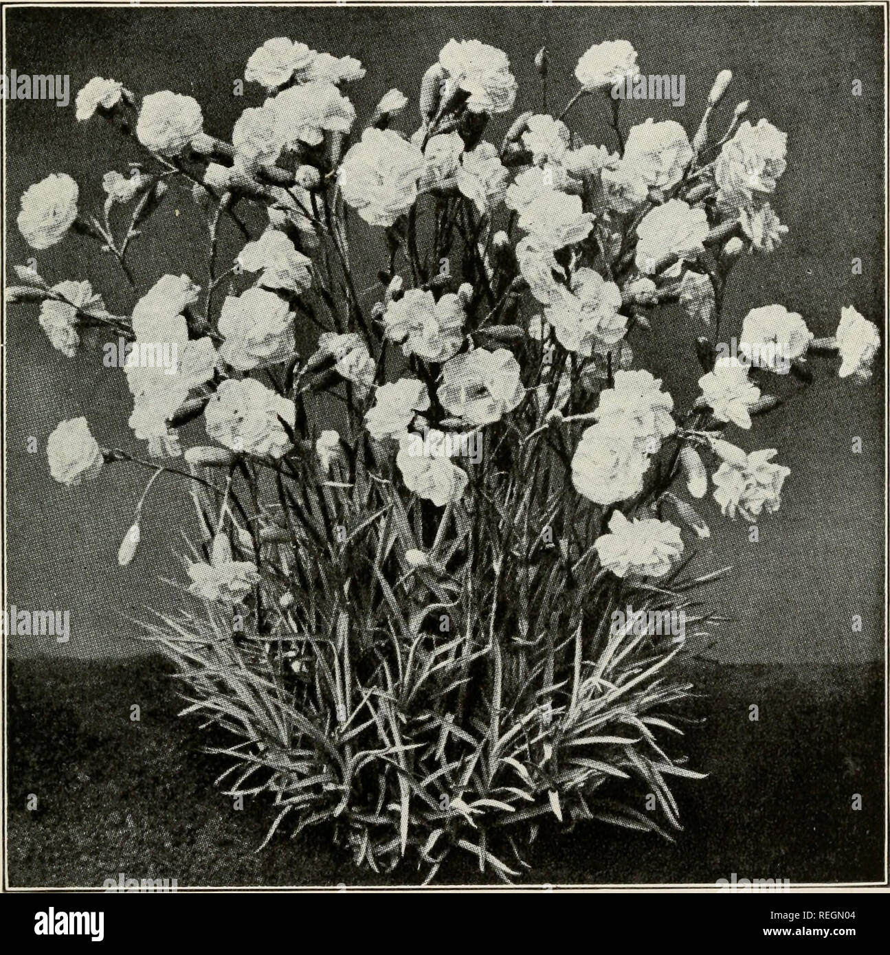 Commercial Carnation Culture A Practical Guide To Modern - 