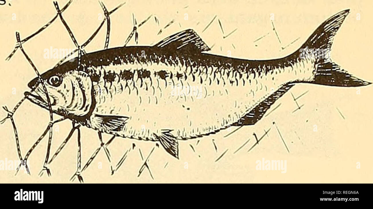 . Commercial fisheries review. Fisheries; Fish trade. October 195 3 COMMERCIAL FISHERIES REVIEW 37 The breakdown of the 195 3 catch is as follows: Stake nets (90 licenses): roe shad 91, 318 pounds (22,629 fish); buck shad 50,284 pounds (17, 929 fish). Total value to the fishermen: approximately $26, 000. Drift gill nets (109 licenses): roe shad 171,636 pounds (42,019 fish); buck shad 143,620 pounds (59, 540 fish). Total value to the fish- ermen: approximately $35, 000.. The appearance of a large quantity of menhaden in the Raritan Bay area was be- lieved responsible for the poor catch of shad  Stock Photo
