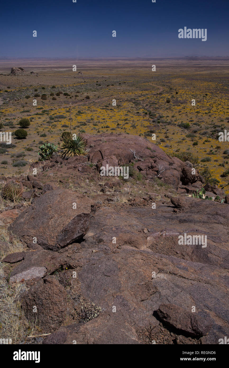 Yellow poppies carpet the lower desert below the Florida Mountains near