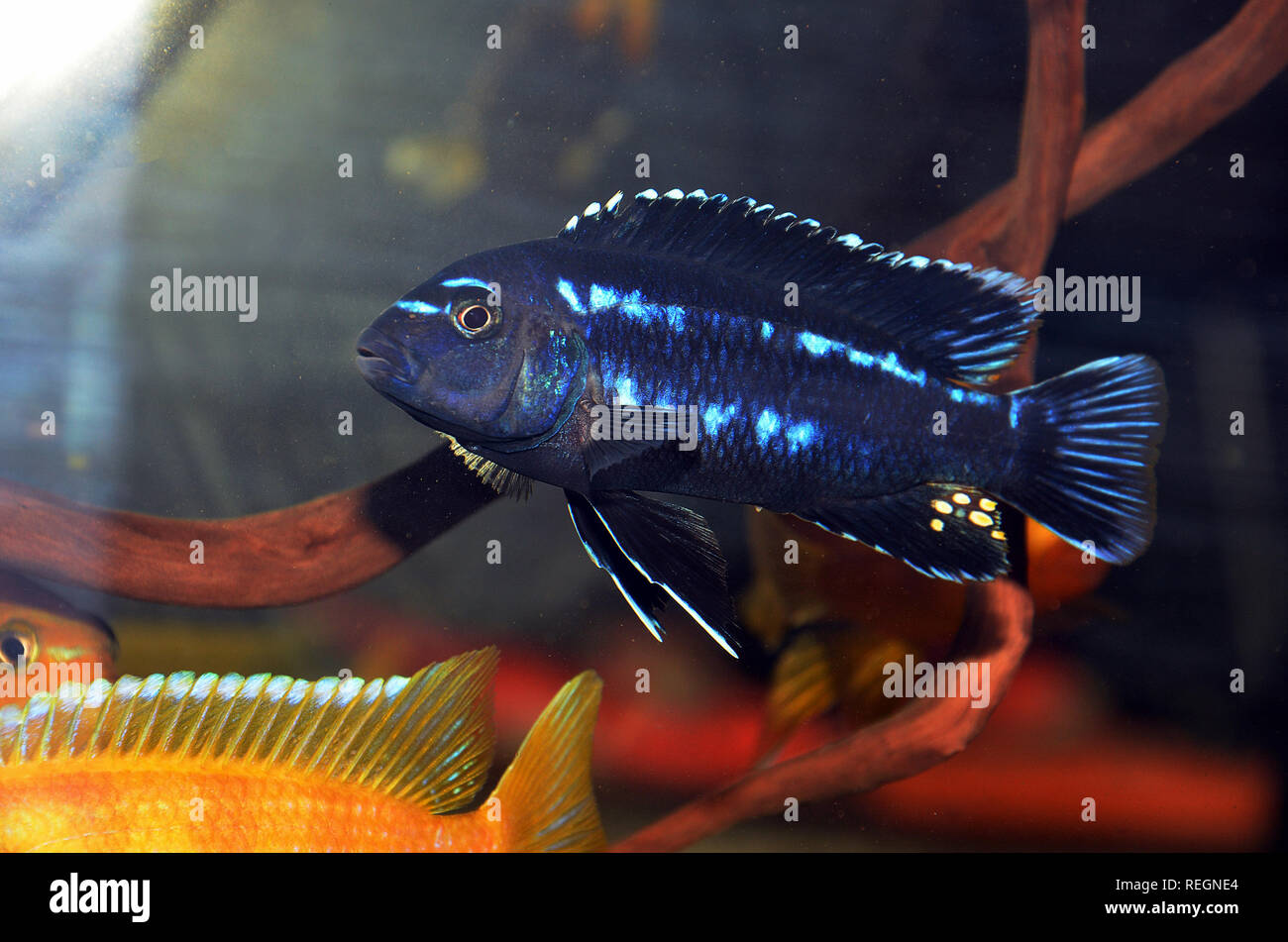 Malawi African cichlidae fish in tank, Melanochromis johannii Stock Photo