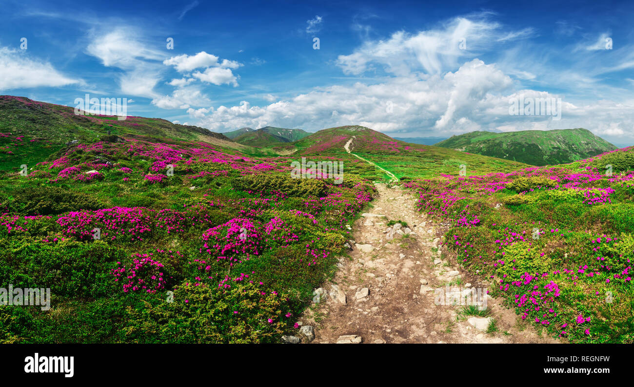 Magic pink rhododendron flowers on summer mountain. Blue sky and fluffy clouds. Chornohora ridge, Carpathians, Ukraine, Europe Stock Photo