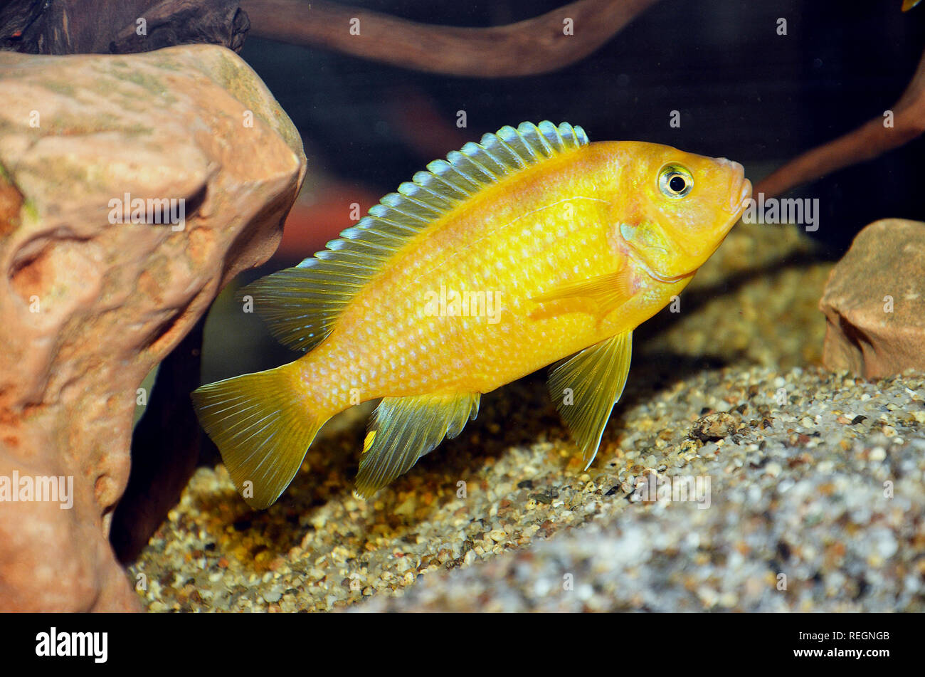 Malawi African cichlidae fish in tank, Labidochromis caeruleus Stock Photo