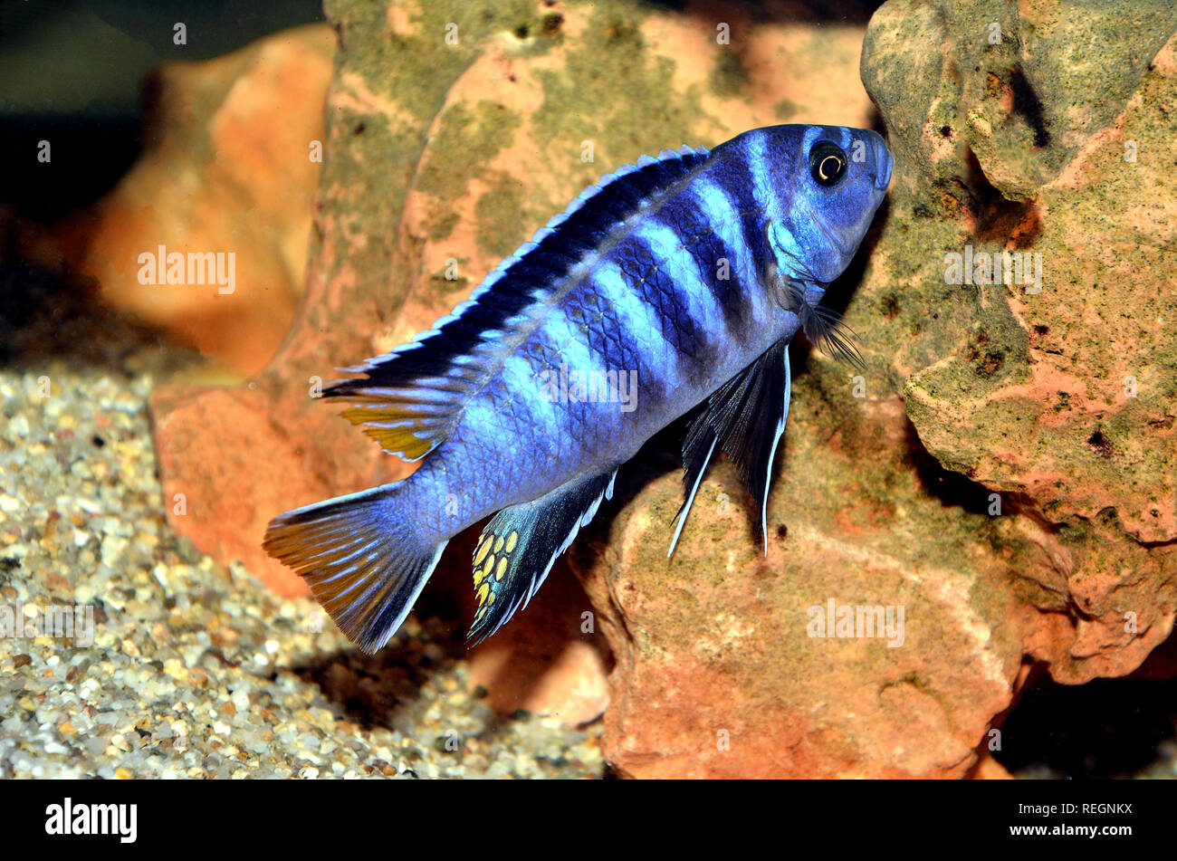 Malawi African cichlidae fish in tank, Elongatus mpanga Stock Photo