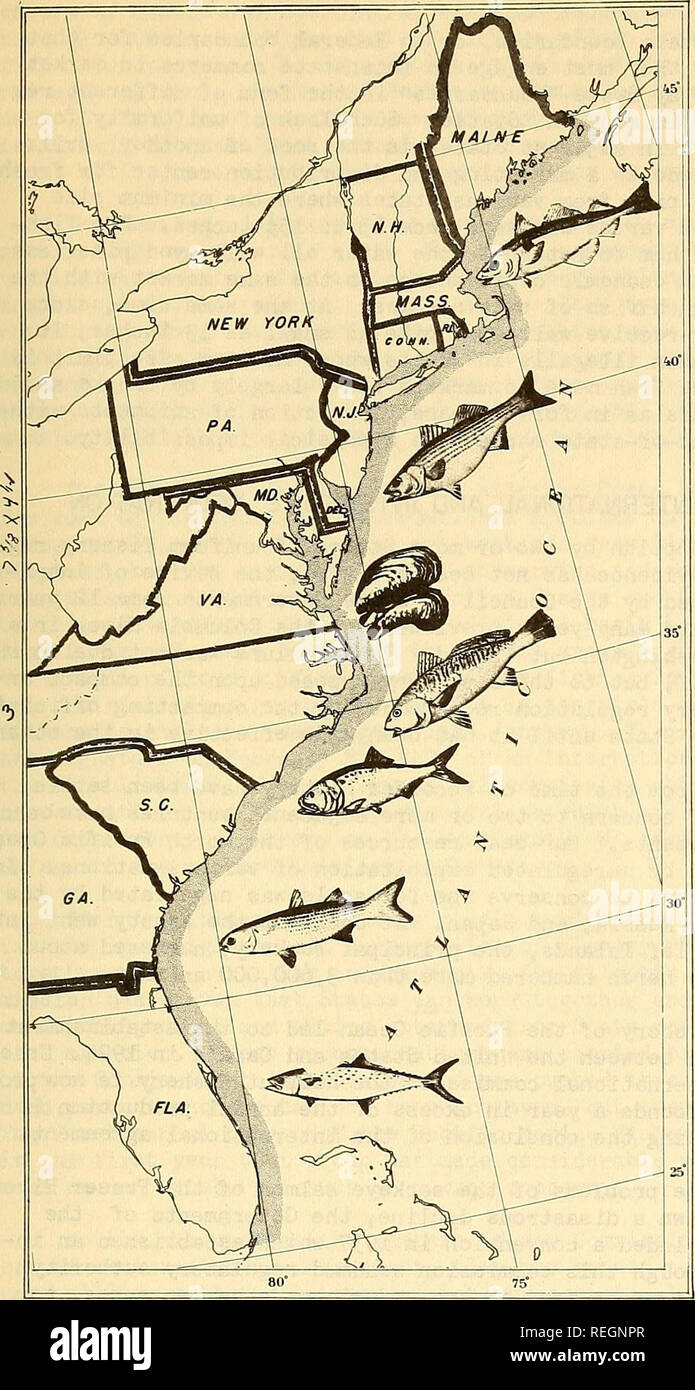. Commercial fisheries review. Fisheries; Fish trade. October 1949 co^!^S3^CIAL fisheries review. ATLANTIC STATES MARINE FISHERIES COMMISSION AREA. jHE MOST IM- PORTANT FISHERIES ON THE ATLANTIC COAST INCLUDE THE FOLLOWING SPECIES OF FISH AND SHELLFISH: HADDOCK, ROSEFiSH, COD, POLLOCK, WHITING, FLOUNDERS, MENHADEN, SHAD, SlEWIVES, STRIPED BASS, CROAKER, BUTTERFISH, SCUP, SPANISH MACKEREL, SHRIMP, CLAMS, BLUE CRAB, LOBSTER, AND OYSTERS. administrative officials or commissions of their States o These men or bodies can apply regula- tions in accordance vri.th the evidence and exactly when they be Stock Photo