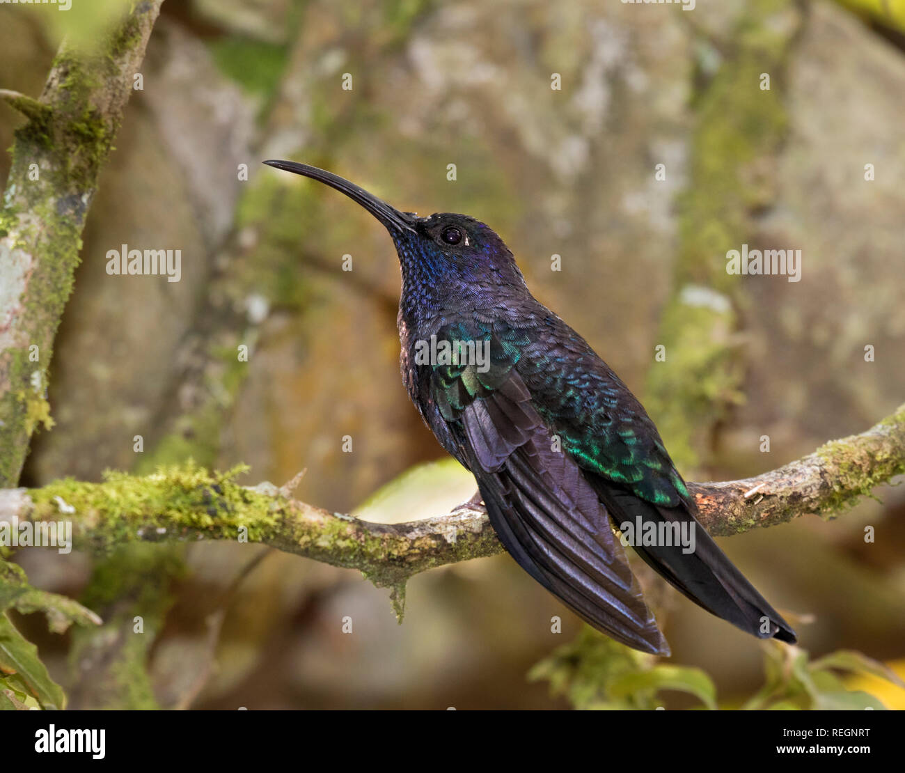 Violet sabrewing (Campylopterus hemileucurus) perched on a branch, Alajuela, Costa Rica Stock Photo