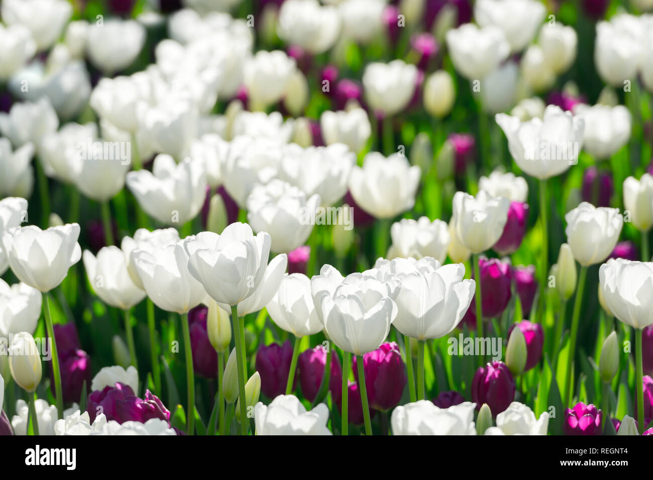 Tulips flowers field in spring Netherlands park. Nature photography Stock Photo