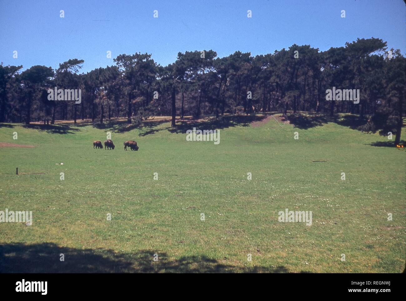 Animals, including buffalo, graze in Golden Gate Park in San Francisco