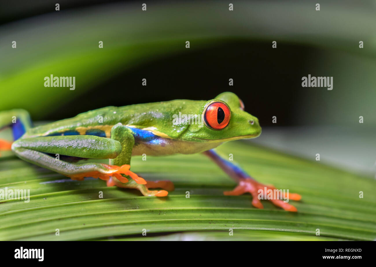 Red-eyed tree frog (Agalychnis callidryas) on a leaf, Alajuela, Costa Rica Stock Photo