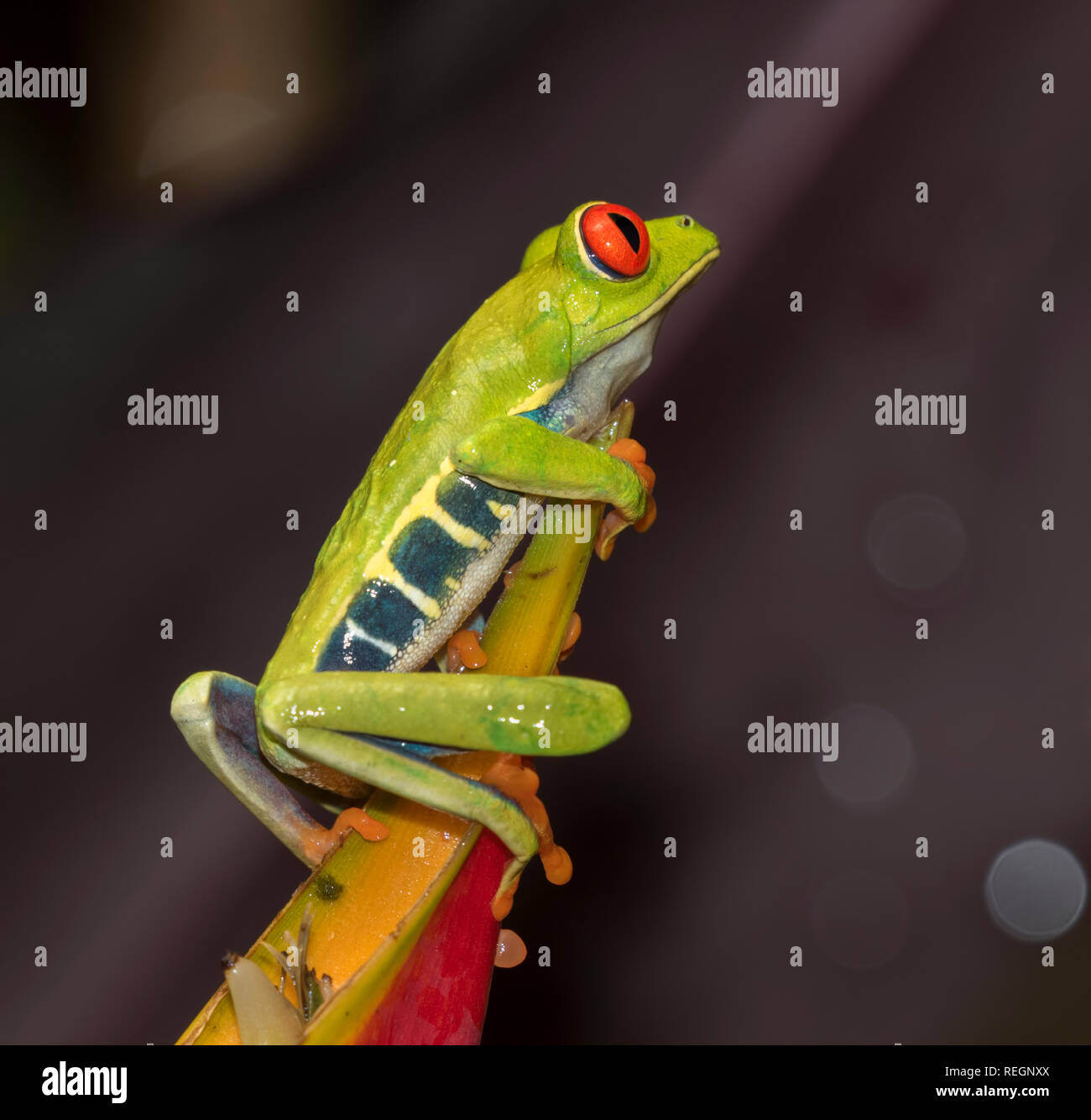 Red-eyed tree frog (Agalychnis callidryas) on a tip of strelicia flower, Alajuela, Costa Rica Stock Photo