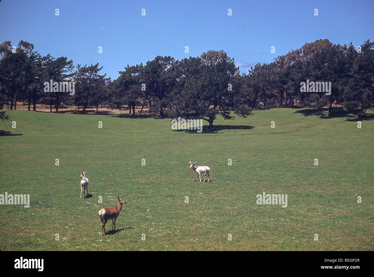 Deer-like animals graze on a field in Golden Gate Park in San Francisco, California, 1955. () Stock Photo
