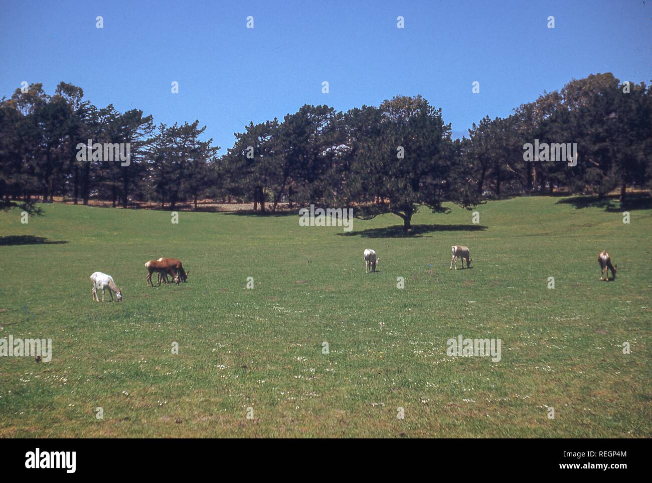 Deer-like animals graze in Golden Gate Park, San Francisco, California, 1955. () Stock Photo