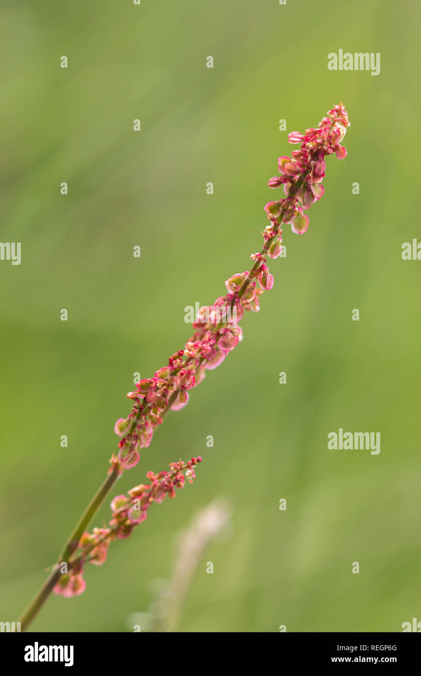 Common sorrel plant Stock Photo