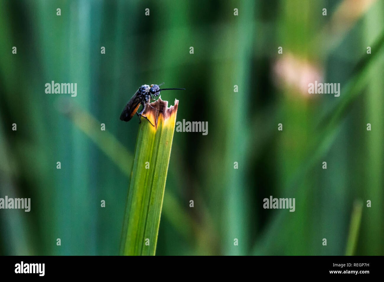harebell carpenter-bee on a blade of grass Stock Photo