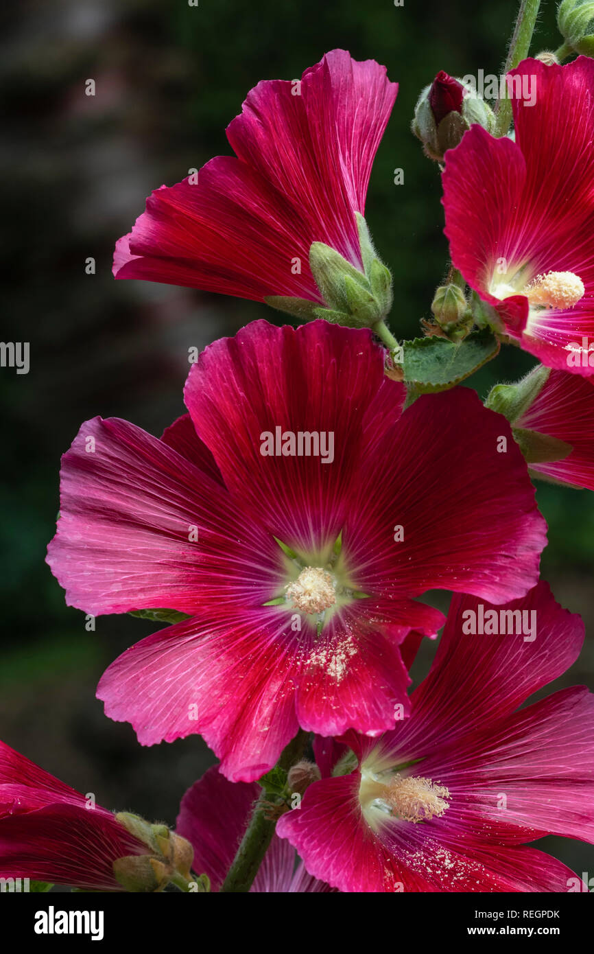 Plants flowers hollyhock flower hi-res stock photography and images - Alamy