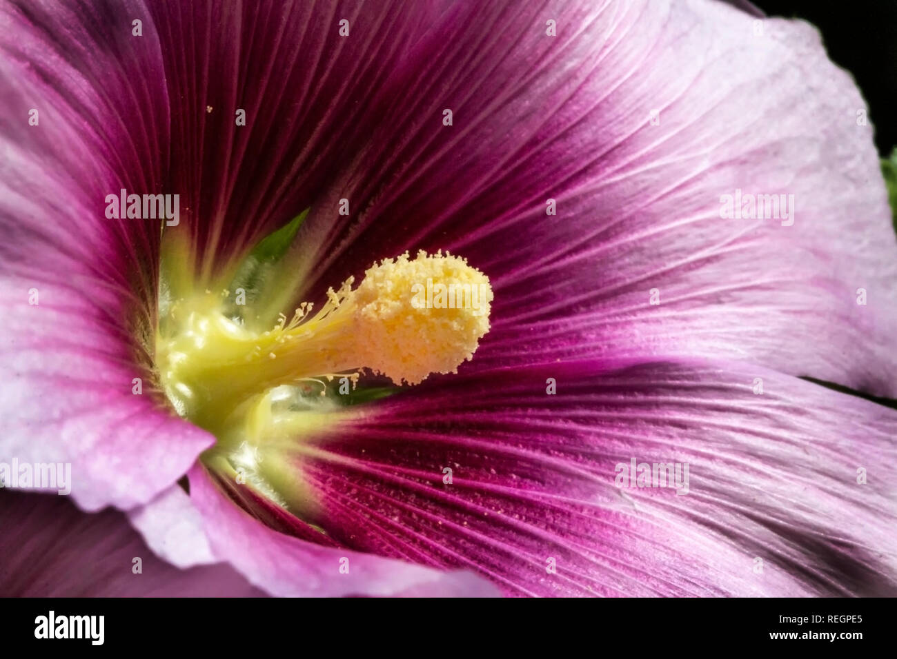 Plants flowers hollyhock flower hi-res stock photography and images - Alamy