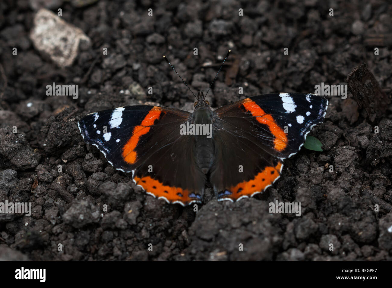 Red Admiral butterfly resting on soil Stock Photo