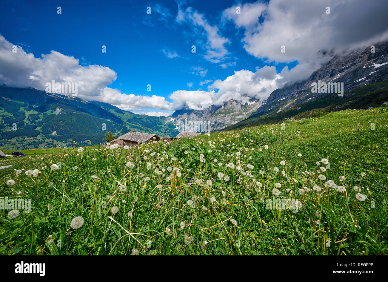 Swiss Alps landscape with meadow, snowy mountains and green nature ...